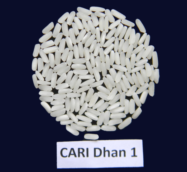 CARI Dhan 1