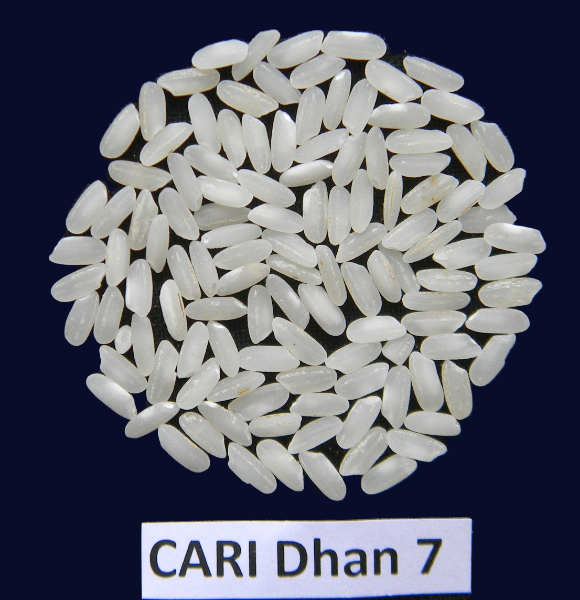 CARI Dhan 7