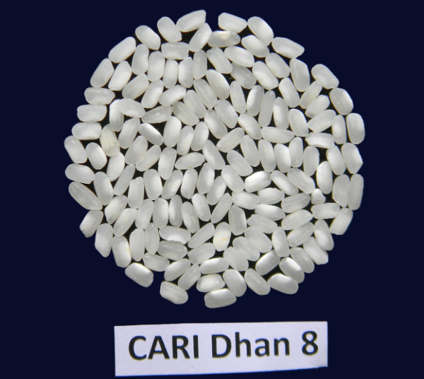 CARI Dhan 8