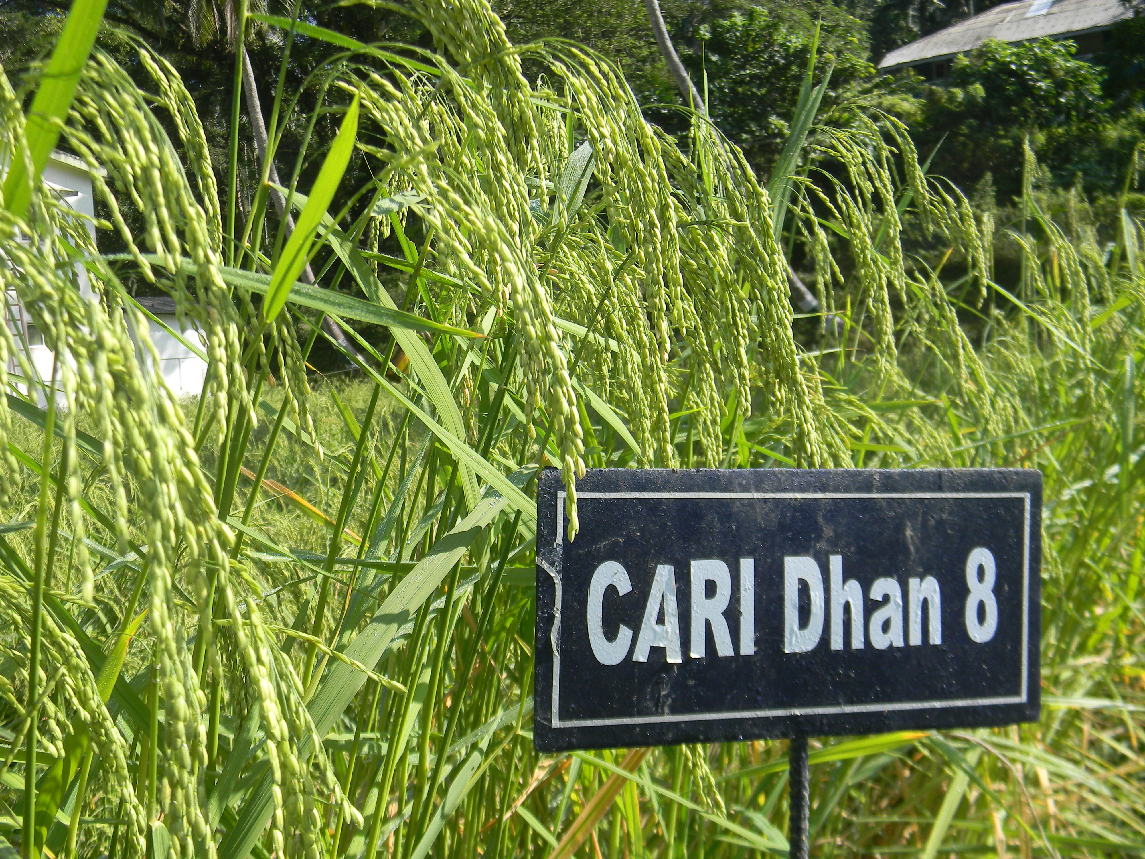 CARI Dhan 8