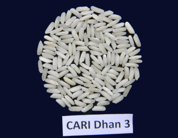 CARI Dhan 3