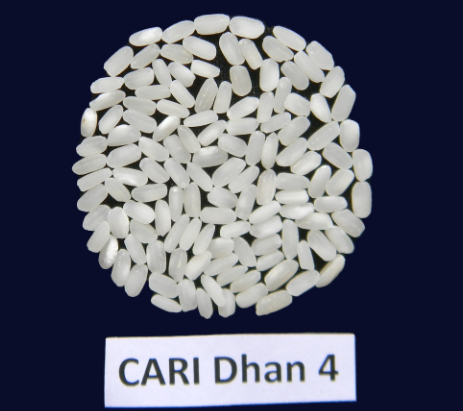 CARI Dhan 4