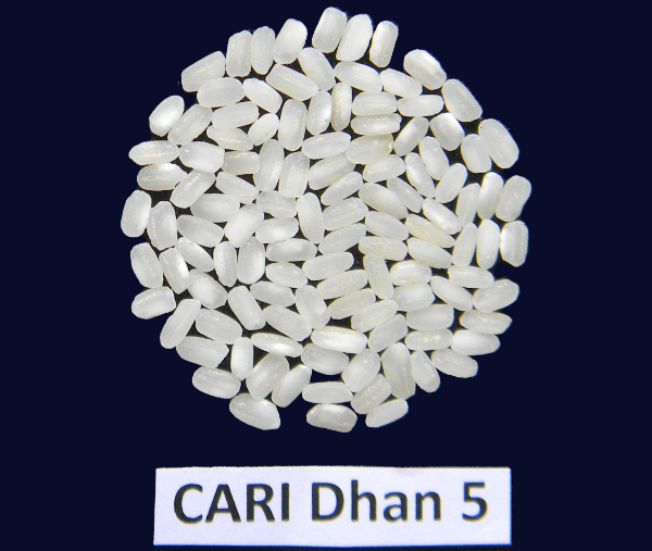 CARI Dhan 5