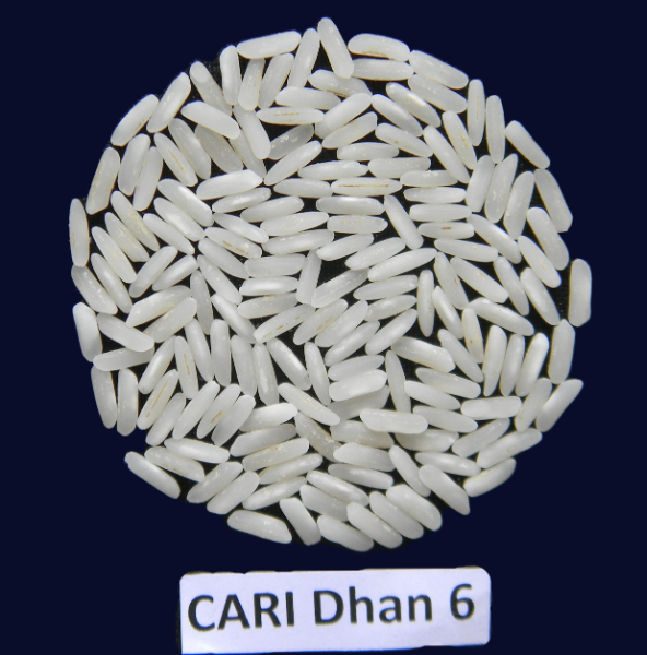 CARI Dhan 6