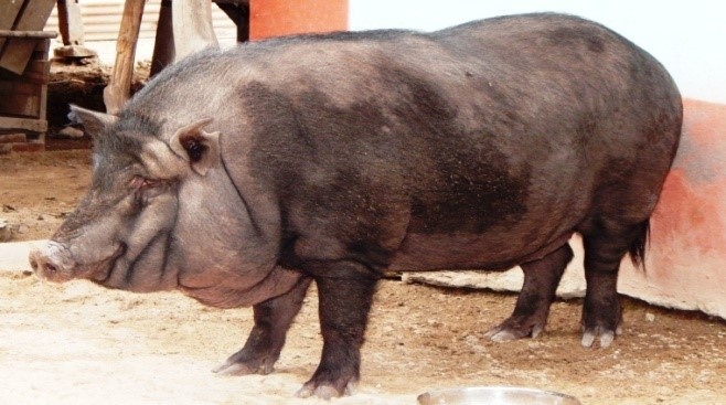 nicobari pig